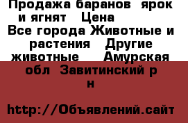 Продажа баранов, ярок и ягнят › Цена ­ 3 500 - Все города Животные и растения » Другие животные   . Амурская обл.,Завитинский р-н